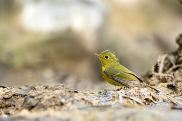 Close-up of a Whistler&rsquo;s Warbler in a mountain stream habitat.