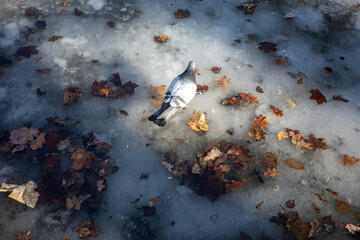 A gray pigeon stands on a frozen, icy pond covered with scattered brown autumn leaves. © Anton Kustsinski