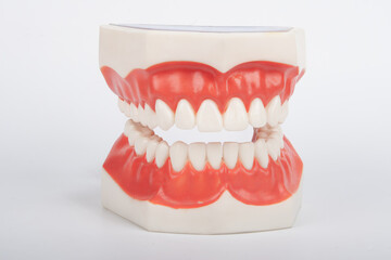 Obraz premium Dental Teeth Model for Student Training and Education dentistry study and student practice