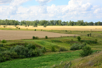 Naklejka premium Rural Landscape with Golden Fields and Green Hills and some trees Under a Cloudy Sky