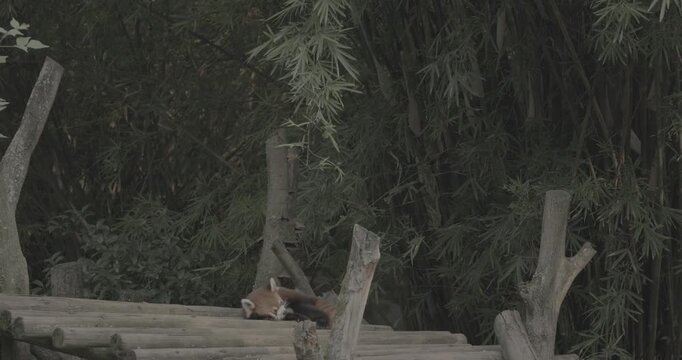 Ungraded C LOG 2, Red Panda Resting And Falls Asleep In Slow Motion. Cute Red Panda Face. Ailurus Fulgens Or Lesser Panda Is Small Mammal Native To The Eastern Himalayas And Southwestern China. Red