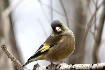 Fototapeta premium Oriental greenfinch (Chloris sinica) tilting its head on a branch with copy space.