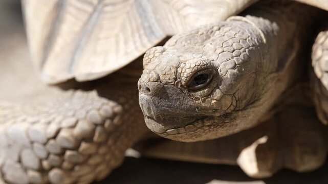 Cinematic 4K macro video focusing on the head and face of a large giant tortoise. The extreme close-up reveals detailed ancient skin textures, scales, and the slow, deliberate movements of this prehis