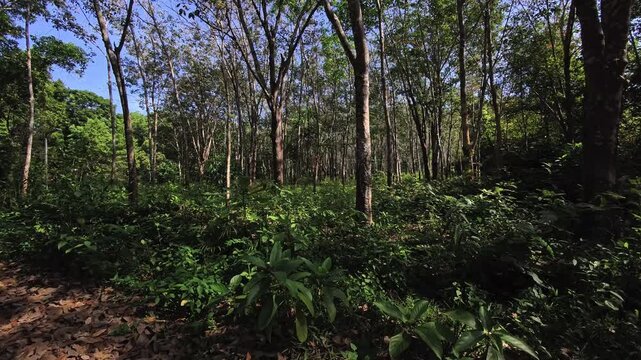 Tropical forest with lush jungle and rubber trees next to a trail at dawn