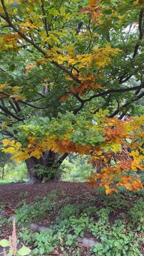 Autumn beech tree in the park, vertical video.