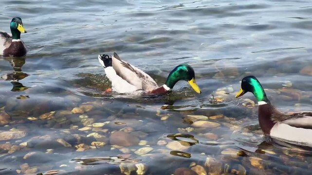  Video of ducks swimming and eating on a rocky lake
