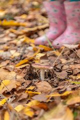 Fototapeta premium Bad mushrooms in the forest. Selective focus.