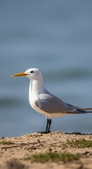 Obraz premium Elegant Royal Tern Standing on Sandy Shoreline with Ocean Backdrop.