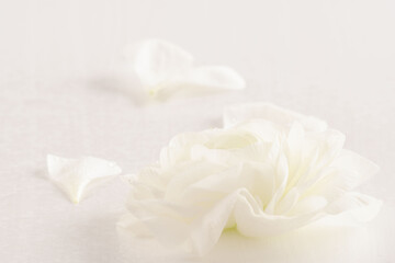 ラナンキュラスの水滴のある白い花を室内でクローズアップ撮影04