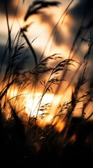 Naklejka premium Golden Hour Silhouette of Tall Grass in a Field Warm Light Silhouetting Plants Against a Colorful Evening Sky Moody Outdoor Nature Scene Serene Landscape