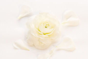 ラナンキュラスの水滴のある白い花を室内でクローズアップ撮影08