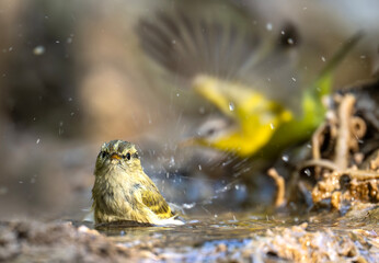 A tiny Lemon-rumped Warbler vigorously bathes in a shallow stream, while a Grey-hooded Warbler stands perfectly in the backdrop with its wings fully spread.