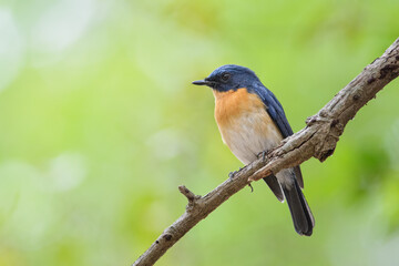Obraz premium Tickell's Blue Flycatcher