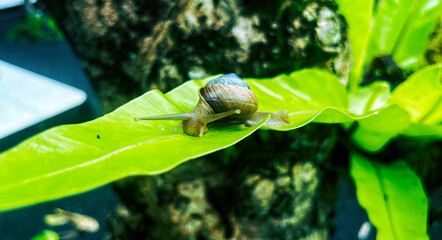Close up photography of snail in nature © Mario