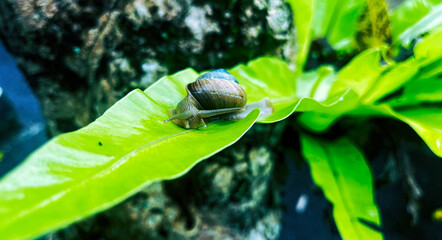 Close up photography of snail in nature © Mario