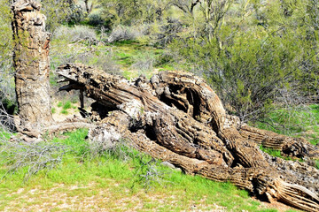Obraz premium Old Saguaro Cactus Sonora desert Arizona