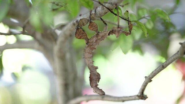 Cinematic 4K extreme close-up of a wild stick insect (phasmid) blending seamlessly into its natural environment. Detailed macro nature videography showcasing incredible mimicry, animal adaptation, and