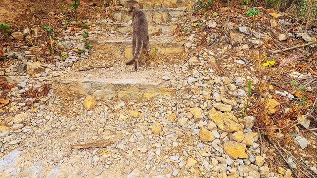 Feral stray cat walking on trail footpath in Athens, Greece park at mount Lycabettus hill or mount Lykavitos in summer