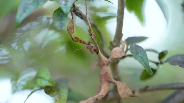 Cinematic 4K extreme close-up of a wild stick insect (phasmid) blending seamlessly into its natural environment. Detailed macro nature videography showcasing incredible mimicry, animal adaptation, and
