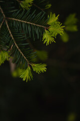 Lush Green Pine Needles Illuminated by Soft Light in a Dark Forest. Hiking in Carpathian Mountains, Ukraine