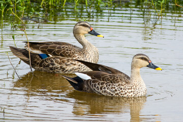 Spot-billed Duck