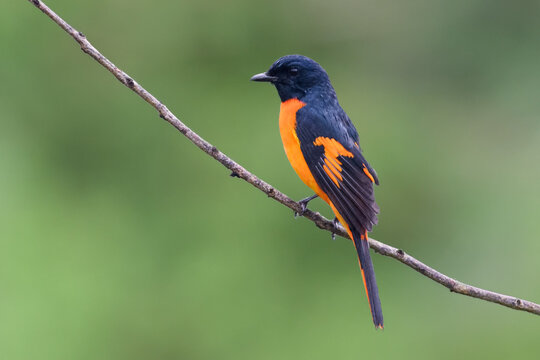 Orange Minivet
