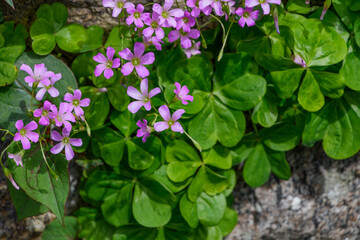 春の庭に咲く鮮やかなピンクのイモカタバミとハート形の緑の葉のクローズアップ