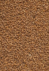 Fototapeta premium Close-up texture shot of raw wheat grains scattered evenly across a flat surface, providing excellent copy space and a rustic food background ,whole ,seed ,macro