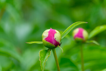 新緑の庭園で膨らむ鮮やかなピンク色の芍薬の蕾と美しいボケ味の背景