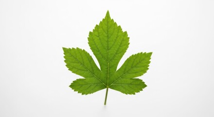 Fototapeta premium Single green leaf, serrated edges, centered on white