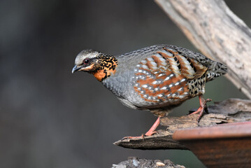 Obraz premium Rufous-throated partridge 