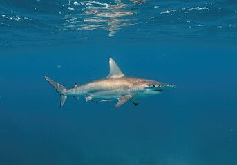 Obraz premium A magnificent great hammerhead shark swims gracefully through the clear, deep blue tropical ocean water, displaying its distinctive cephalofoil ,ecosystem ,grace ,danger