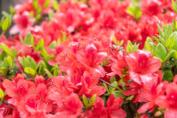 春の庭園に鮮やかに満開で咲き誇る赤とピンクのツツジ。日本の豊かな自然と季節の彩りを感じる背景素材。
