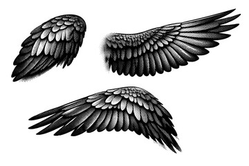 Obraz premium Scarlet macaw wing anatomy, one scarlet macaw wing shown in three views including folded wing view, extended wing view, and angled perspective with realistic