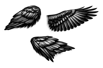 Obraz premium American crow wing anatomy, one American crow wing shown in three views including folded wing view, extended wing view, and angled perspective with realistic