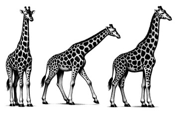 Obraz premium Masai Giraffe ? adult Masai giraffe shown standing upright, walking posture, and full side profile emphasizing tall proportions and long neck anatomy. Black