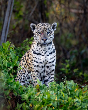 Jaguar (Panthera onca) Portrait in the Pantanal Wetlands, Brazil &ndash; Powerful Wild Big Cat