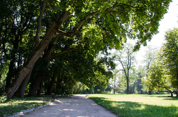 Fototapeta premium Peaceful wooden bench in a sunlit green park surrounded by tall trees, soft morning light filtering through the leaves, tranquil natural landscape, serene outdoor scene perfect for relaxation 
