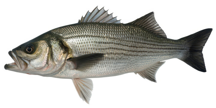 Detailed View of Striped Bass on White Background fish