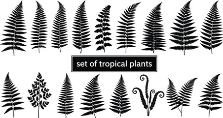 Tropical fern leaf silhouette collection, botanical jungle plant foliage icons isolated on white background, nature vegetation vector illustration set © Liton Roy