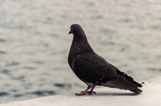 Ash dove standing on a concrete parapet overlooking the sea, with calm blue water and a bright coastal background creating a peaceful seaside scene.