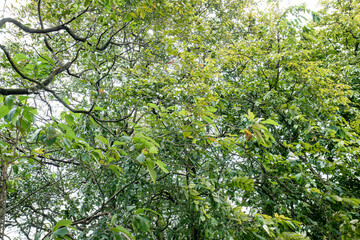 Fototapeta premium Lush tree branches interwoven with green foliage. Tree branches interwoven with rich green leaves in daylight. Dense greenery surrounding tree branches in nature. 