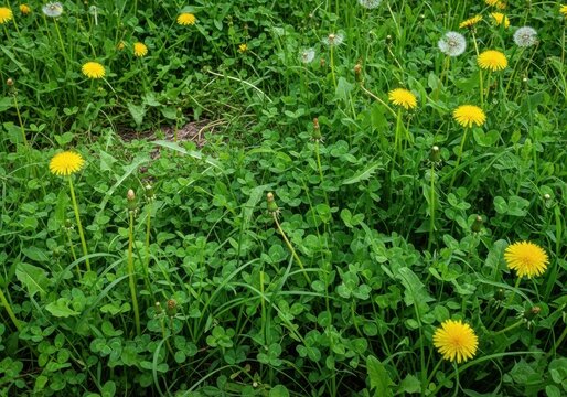 A dense infestation of invasive green weeds, including dandelions, clover, and crabgrass, thriving in a neglected yard, landscaping, garden, abundance