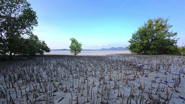 Mangrove roots and tidal mudflat textures beneath tropical coastal trees in Thailand