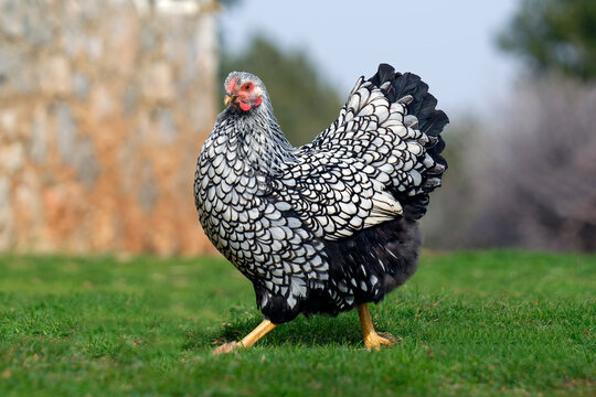 silver wyandotte