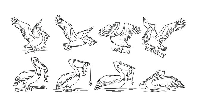 Line art illustration displaying various pelican poses and behaviors