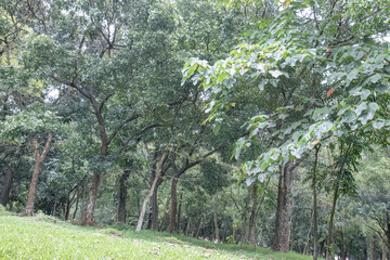 Fototapeta premium Walking trail through green forest with sunlight shining. Bright path through forest with vibrant green foliage. Outdoor trail in lush forest with sunlight illuminating trees. 