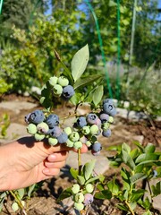 Blueberries on a branch in the hands of a gardener.