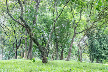 Fototapeta premium Green tree with wide leaves standing tall in a lush forest. Large tree with broad leaves and abundant greenery in a forest. Vibrant tree with large leaves growing in a green forest. 