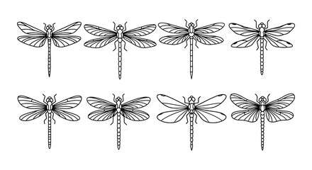 Detailed black and white illustration of multiple dragonfly species © Nayem